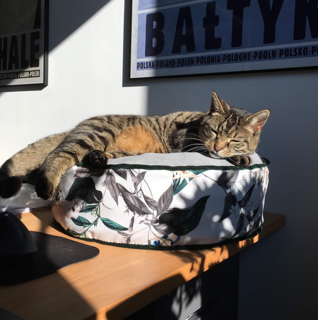 Kot leżący na legowisku z tkanin tapicerskich.